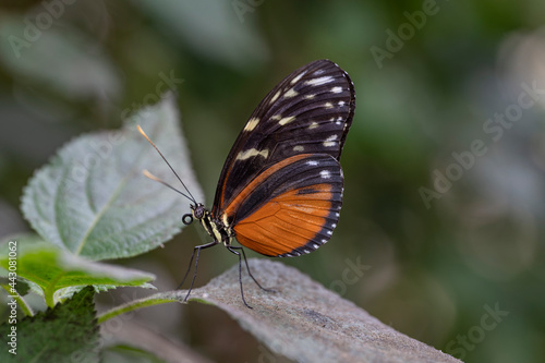 Beautiful Tiger longwing  Heliconius hecale  on a leaf in the amazon rainforest in South America. Presious Tropical butterfly . Blurry green background.
