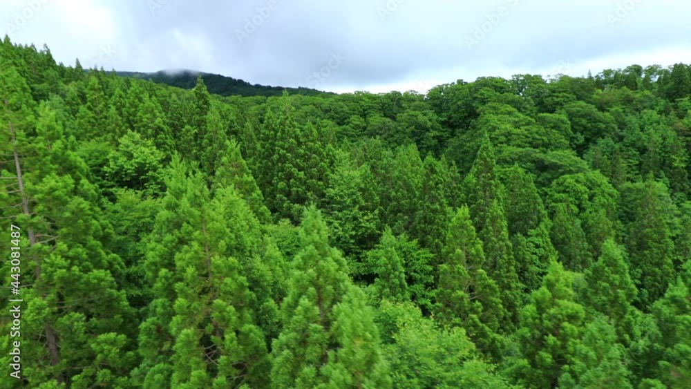 広大な森林 山並み 秋田県 移動撮影 広大な森林 山並み 秋田県 移動撮影