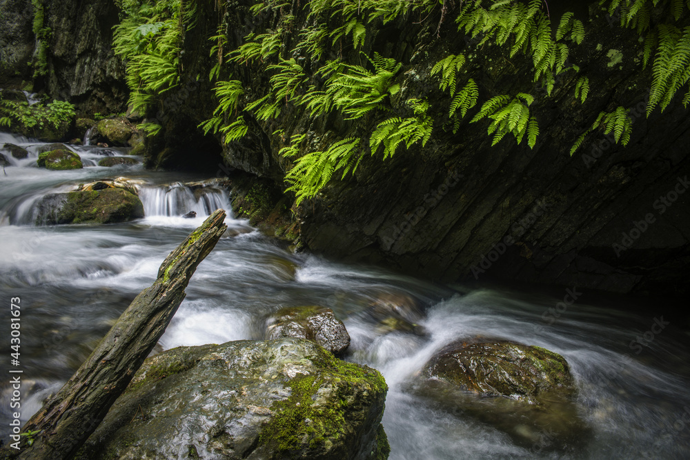 Fototapeta premium water and fern