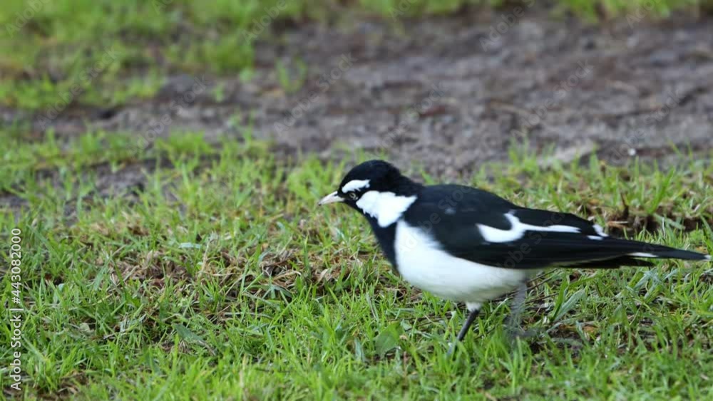 Magpie lark bird foraging for worms and bugs amongst the grass in a Suburban Sydney Park on Cooks river Sydney NSW Australia Magpie lark bird foraging for worms and bugs amongst the grass in a Suburban Sydney Park on Cooks river Sydney NSW Australia