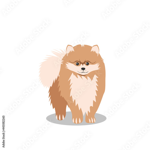 A small fluffy dog of the Pomeranian breed, isolated on a white background. Favorite pets