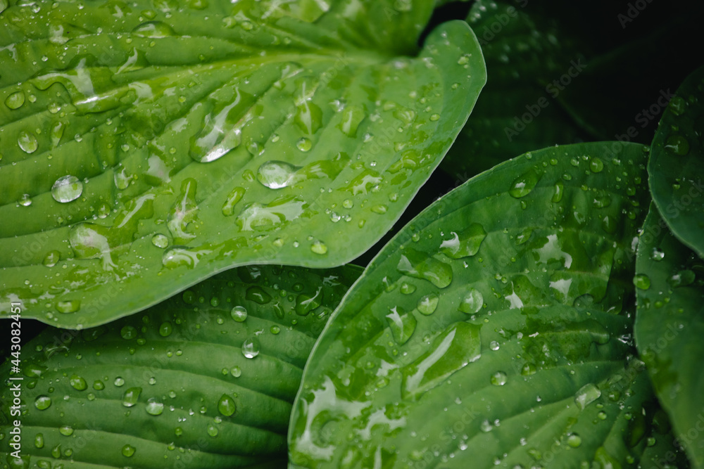 green leaf with drops green leaf with drops