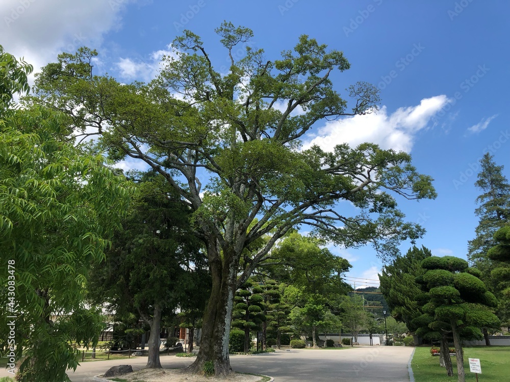 Obraz premium palm trees in the park