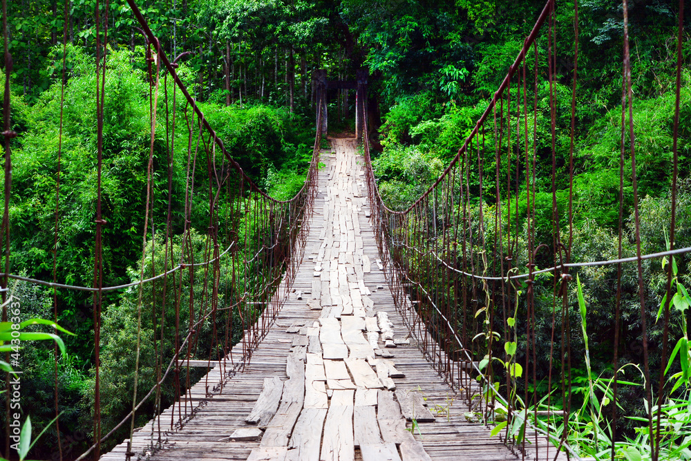 suspension bridge in the forest suspension bridge in the forest