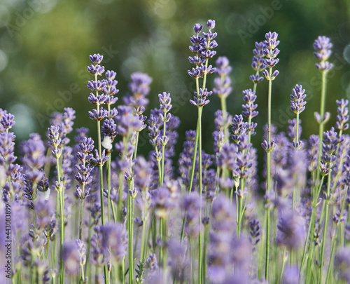 lavender field in region