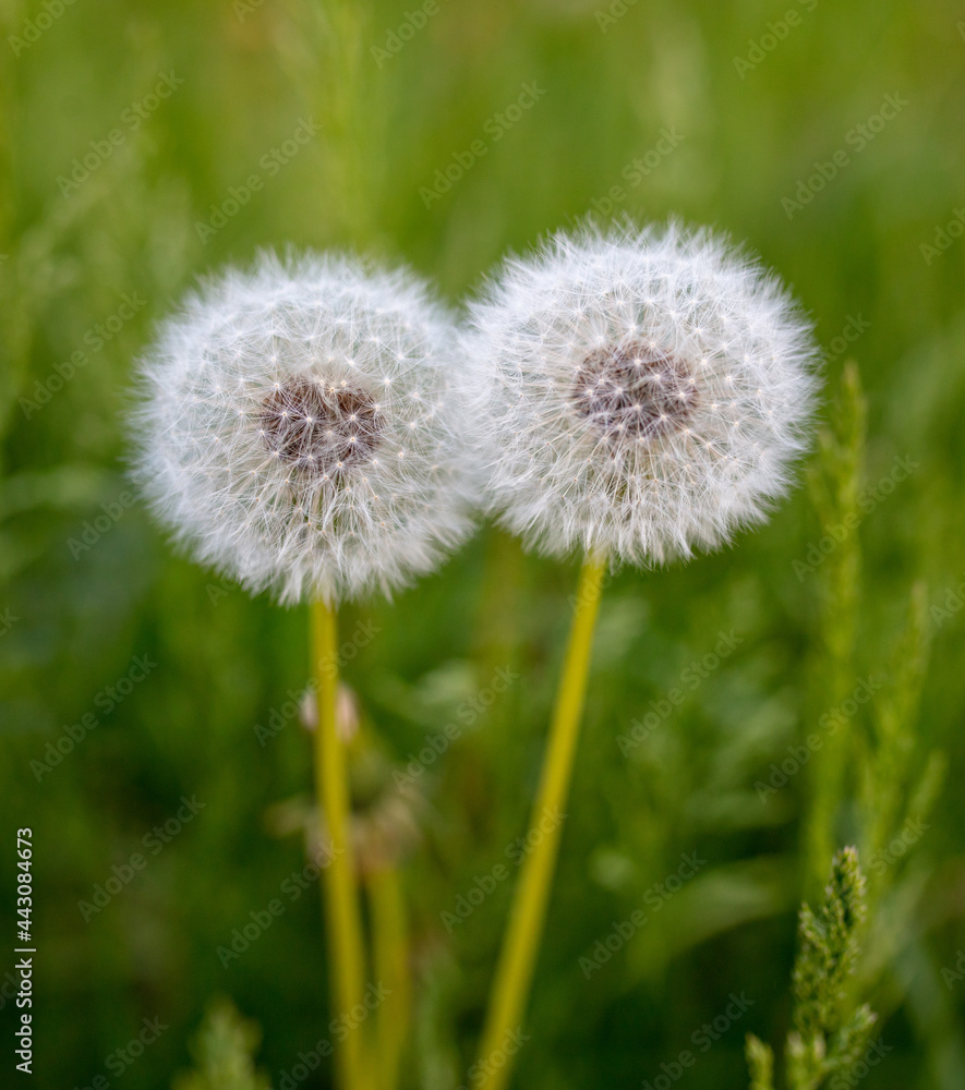 Fluffy dandelion in the park. Fluffy dandelion in the park.
