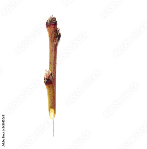 Wooden twig isolated on a white background.