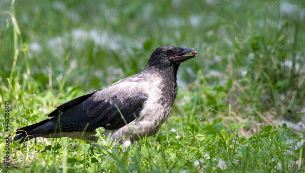 a crow, Kemerovo region, Siberia, Russia a crow, Kemerovo region, Siberia, Russia