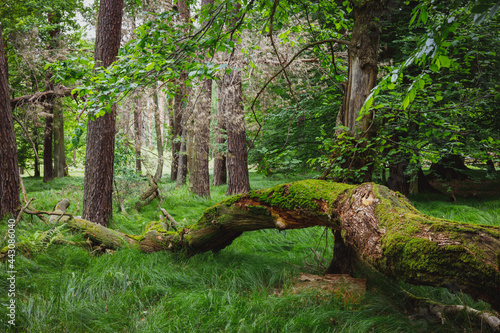 Fényképezés A fallen old mossy tree in the forest,