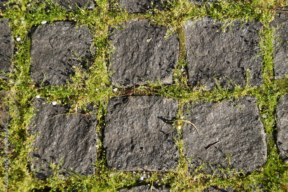 stone pavement with moss