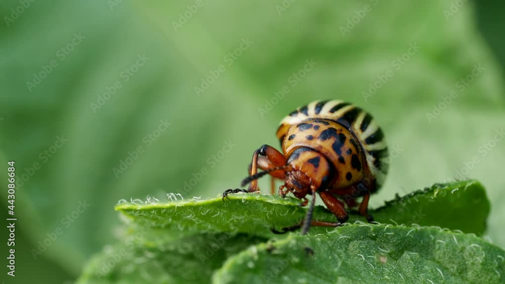 Colorado beetle (Leptinotarsa decemlineata) bug eating leaf of potato plant in 4K VIDEO. Close-up of insect pest causing huge damage to harvest in farms and gardens.