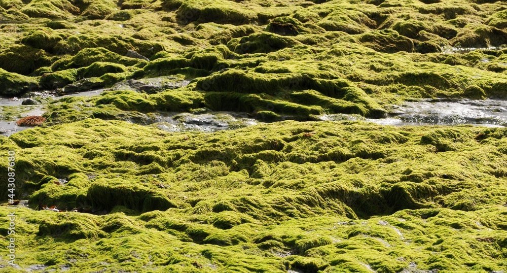 les algues vertes sur les côtes Bretonnes en Finistère Cornouaille France	