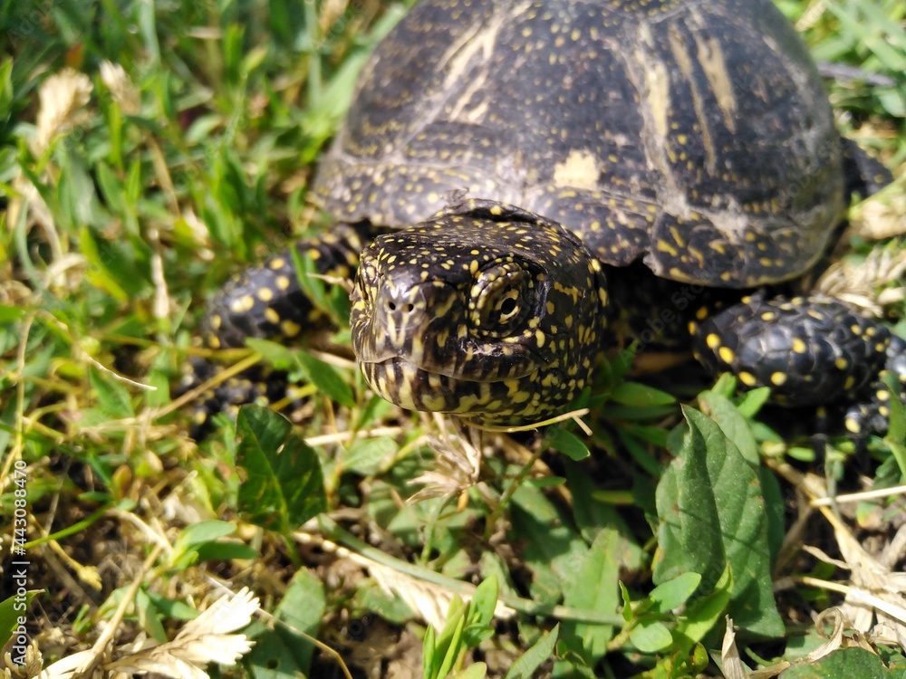 The European pond turtle - Emys Orbicularis, allso called commonly the European pond terrapin and European pond tortoise. Close up of head, eye and mouth. Balkan peninsula, Serbia The European pond turtle - Emys Orbicularis, allso called commonly the European pond terrapin and European pond tortoise. Close up of head, eye and mouth. Balkan peninsula, Serbia
