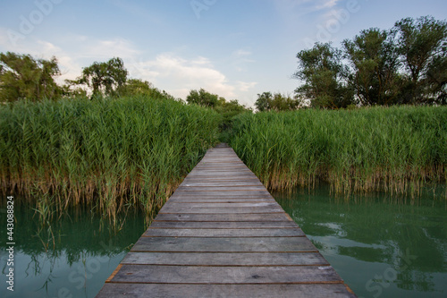 Narrow boat jetty between reeds. Narrow path from lake pier into green dense reeds with trees above the water. Pier footpath made of wood planks over a wetland between high green reeds