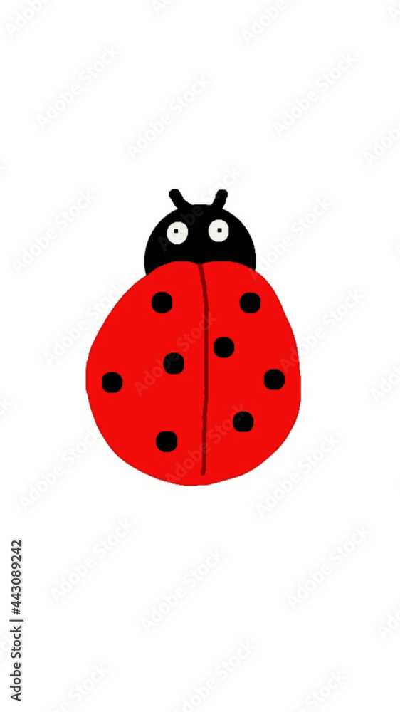 ladybug on white background ladybug on white background