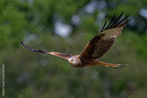 Red Kite (Milvus milvus) flying through woodland