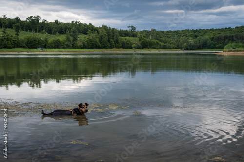 Dog swimming in Lapovac lake