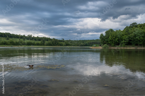Dog swimming in Lapovac lake © Ivana