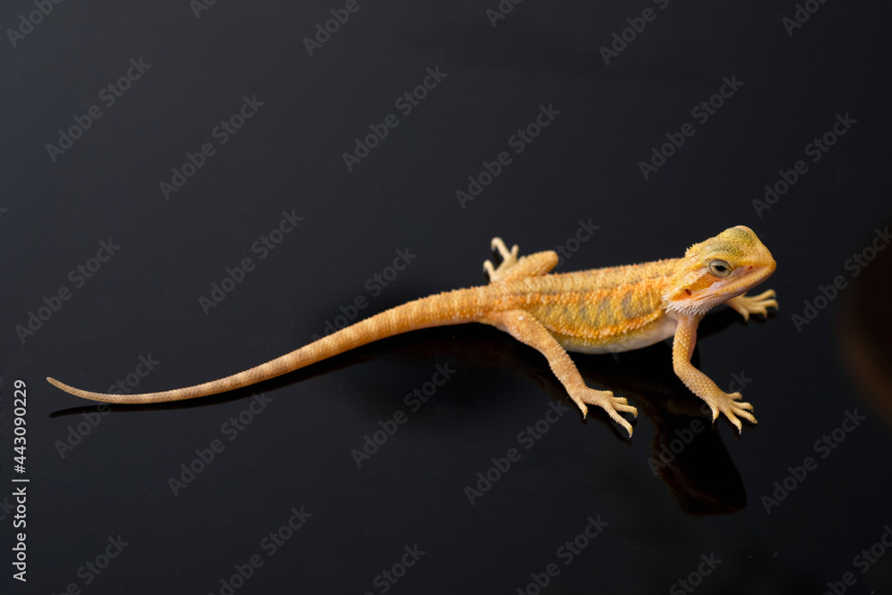 Naklejka premium bearded dragon on ground with blur background