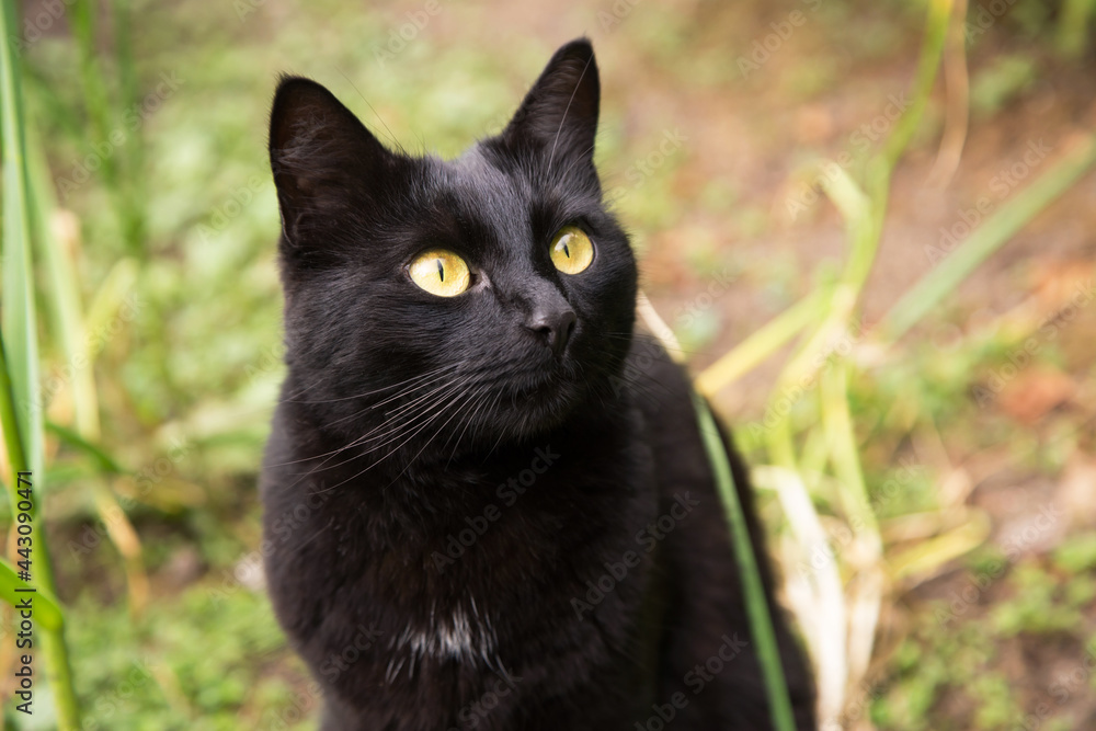 Beautiful black cat portrait with yellow eyes and attentive look looking up, in nature close up