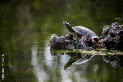 A painted turtle near a pond.