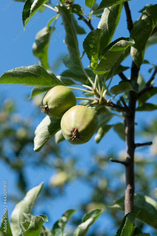 green (unripe) apple on tree in morning sunlight green (unripe) apple on tree in morning sunlight