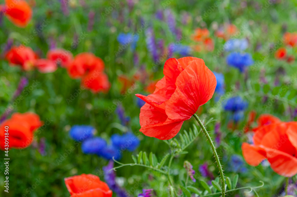 Obraz premium Fild of poppies