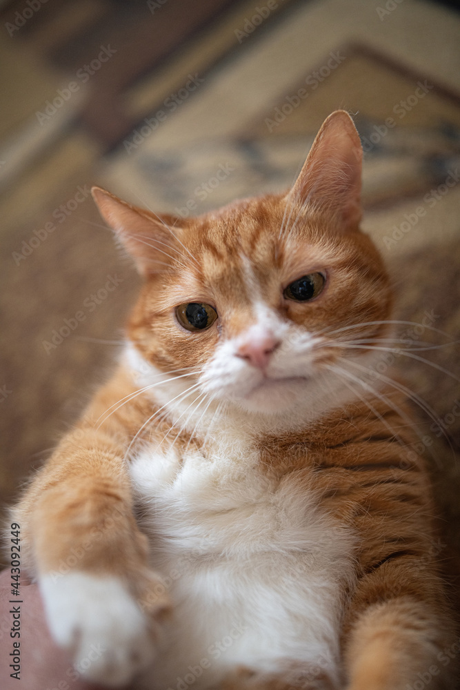 A frightened ginger cat with big eyes lies on its back on the carpet. A frightened ginger cat with big eyes lies on its back on the carpet.
