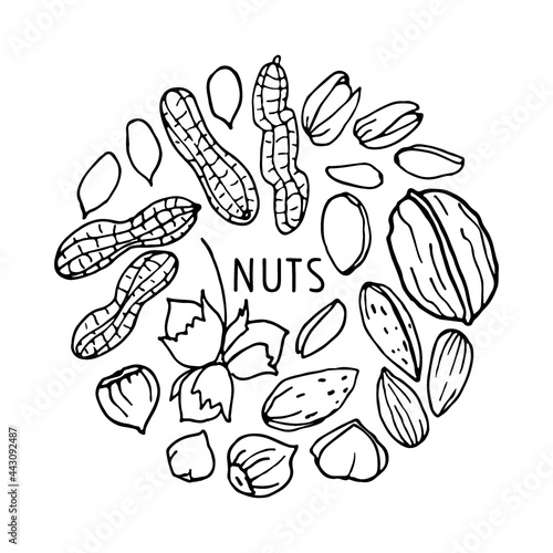 Hand drawn vector nuts border. Doodle Linear sketch. Pistachios, Walnut, Almond, Hazelnut, Peanut. Organic, fresh cooking, healthy diet ingredient. For label template, packaging, farm market emblem