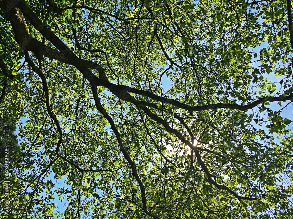 Fototapeta premium Treetops in the Park at Feldli Cemetery in Saint Gallen (Baumkronen im Park auf dem Friedhof Feldli in Sankt Gallen), St. Gallen - Switzerland (Schweiz)