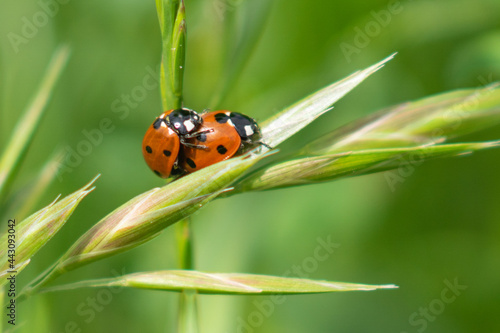 LES DEUX COCCINELLES