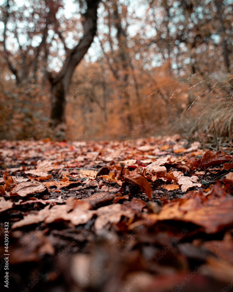 Red and orange autumn leafs in the woods Red and orange autumn leafs in the woods