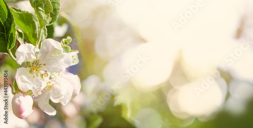 Beautiful white and pink blossoms of a budding apple tree flowers. Spring background © artmim