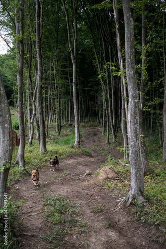 Dogs playing in forest © Ivana