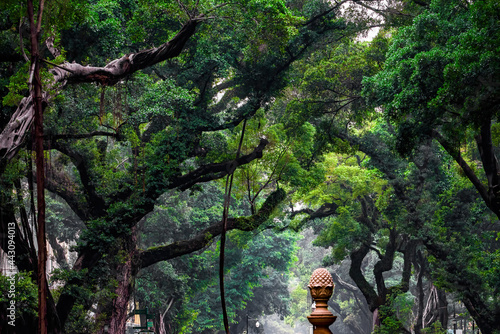An old banyan tree in Shamian, Guangzhou, China, with tree-lined scenes