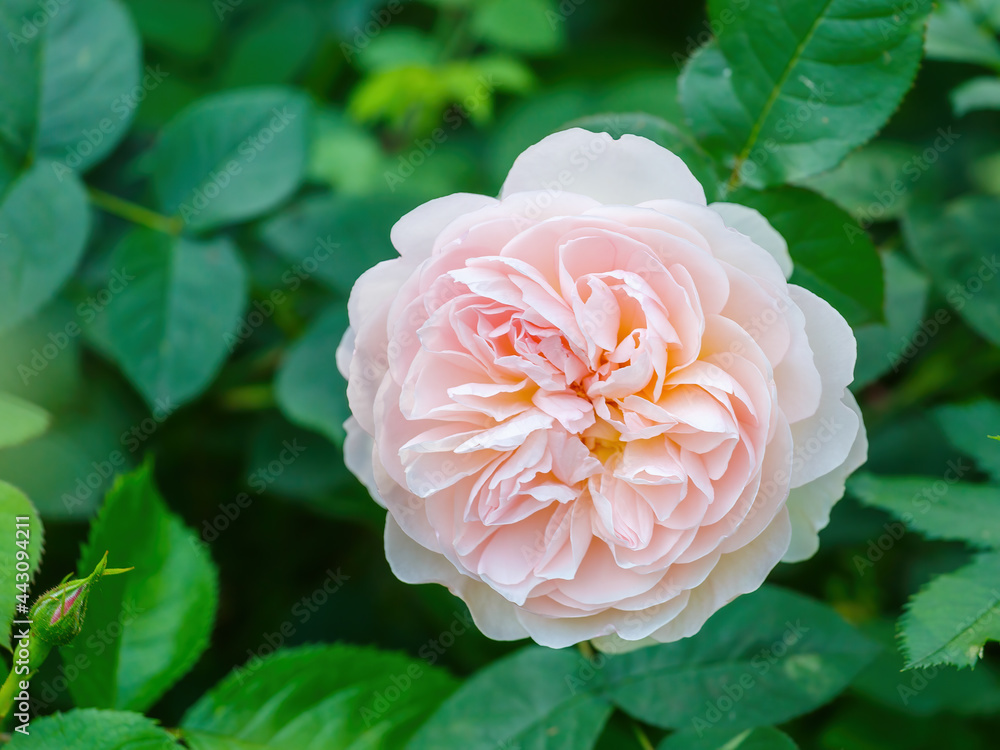 A big colorful peony rose in the summer garden A big colorful peony rose in the summer garden