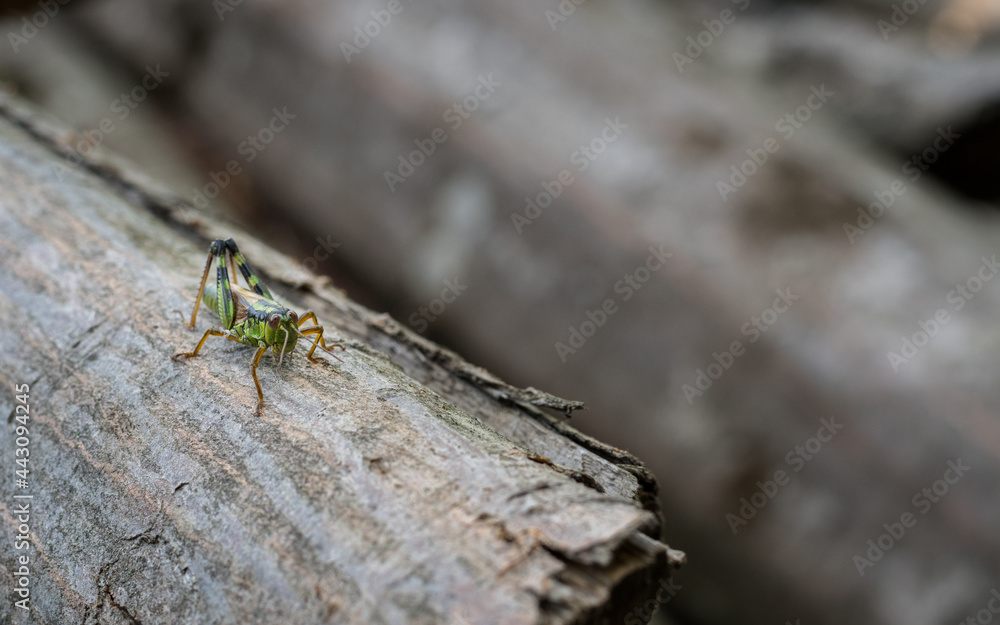 Grasshopper, Nasice, Croatia Grasshopper, Nasice, Croatia