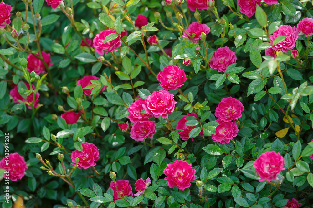 A bush of roses full of red-pink small flowers A bush of roses full of red-pink small flowers