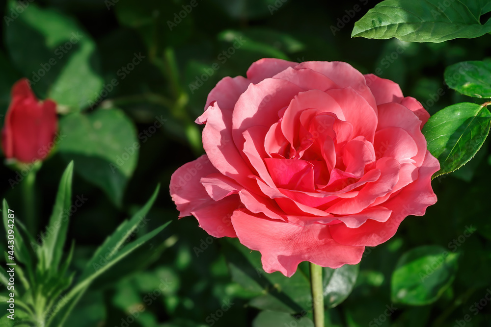 A close-up of a wonderful rose flower with brightly sunlighted petals A close-up of a wonderful rose flower with brightly sunlighted petals