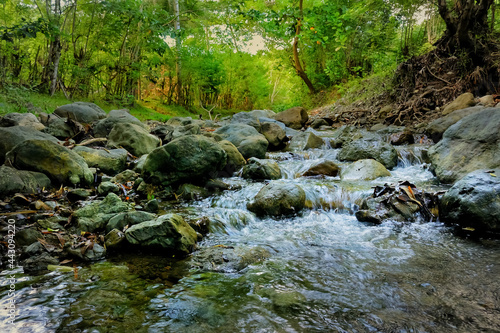 stream in the forest