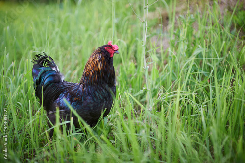 A beautiful black rooster with blue feathers in the tail and wings walks in the grass.