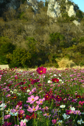 Fototapeta Naklejka Na Ścianę i Meble -  Bergkette und Blumenwiese in der Provinz Saraburi, Thailand