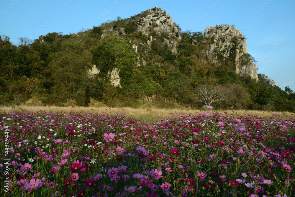 Bergkette und Blumenwiese in der Provinz Saraburi, Thailand
