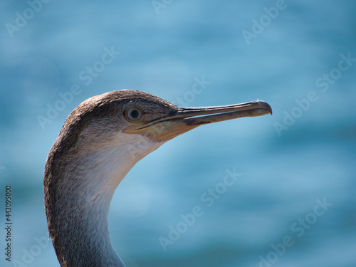 Joven ejemplar de cormorán moñudo (Phalacrocorax aristotelis)