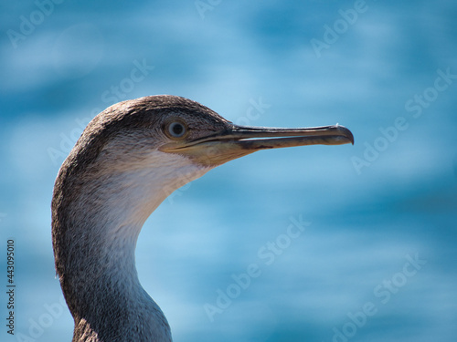 Joven ejemplar de cormorán moñudo (Phalacrocorax aristotelis) photo