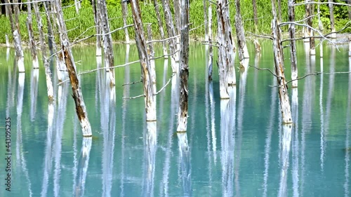 夏の晴れた日の青い池  北海道美瑛町の観光イメージ photo