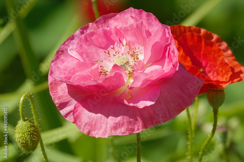 Self-seeding poppy flower with pink petals photo