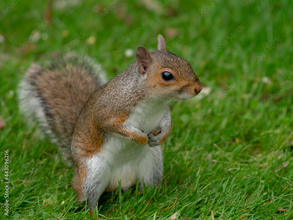 Squirrel on the Hunt for nuts. Squirrel on the Hunt for nuts.
