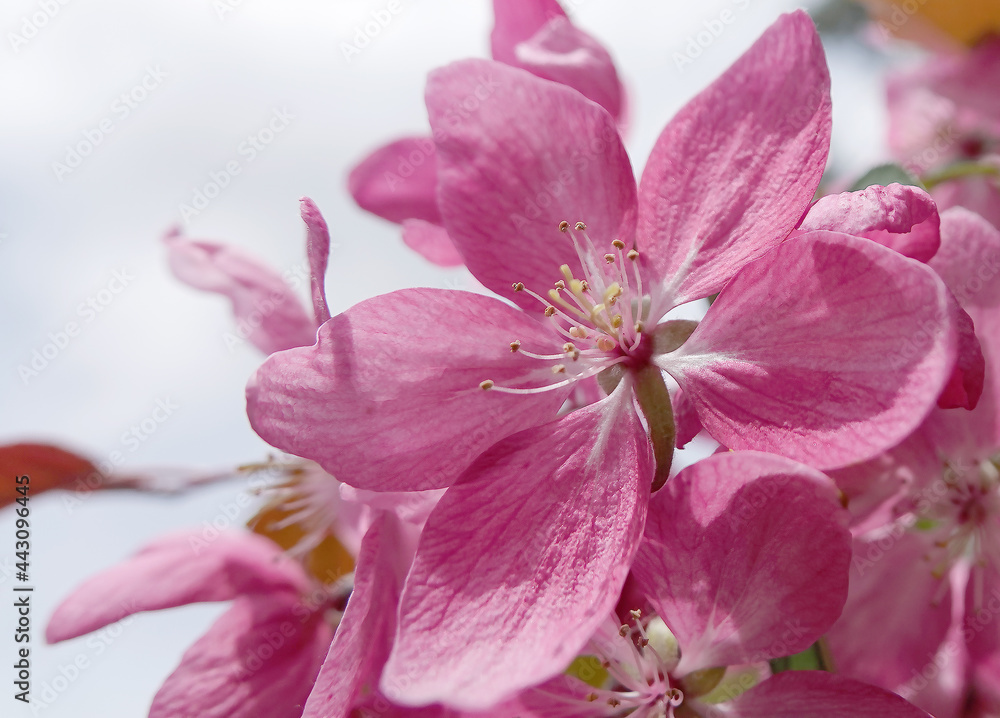 Blooming Apple tree