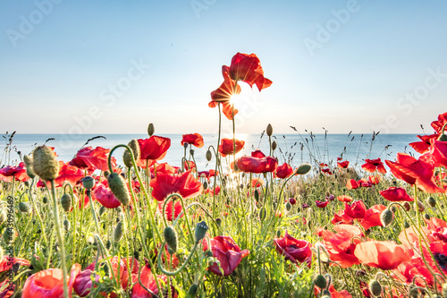 mohn am meer